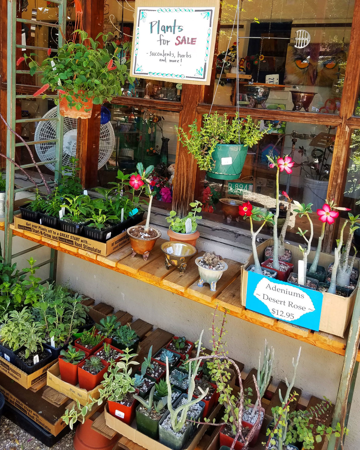 Plants for Sale Art House Centro